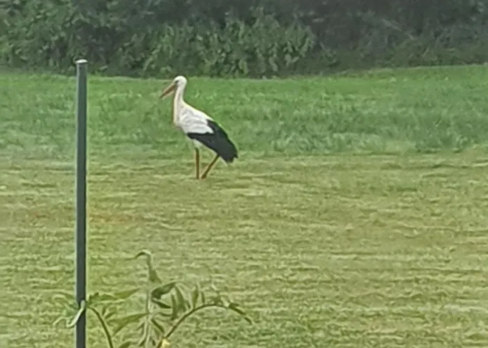 B&B Le Logis Du Marais Les Magnils-Reigniers